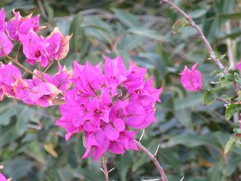 Close-up of pink flowers blooming outdoors