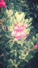 Close-up of pink flower