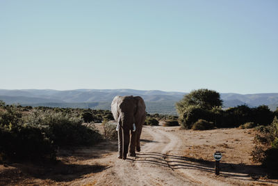 Elephant walking on dirt road against clear sky