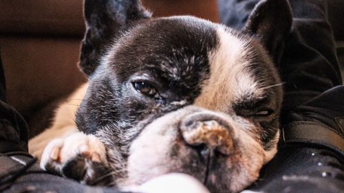 Close-up portrait of dog