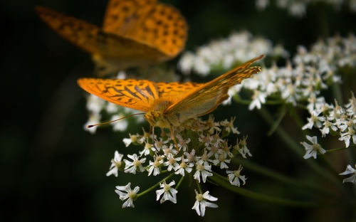 Butterfly on flower