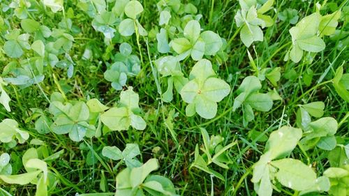 Full frame shot of green leaves