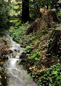 Moss growing on tree trunk in forest