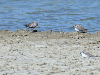 Seagulls on beach