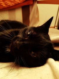 Close-up of cat resting on table