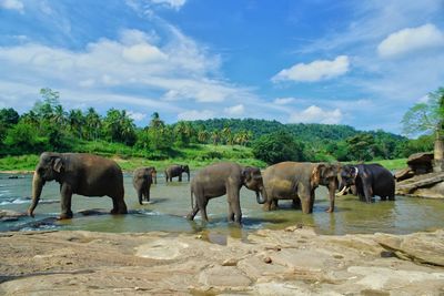 Elephants standing by trees against sky