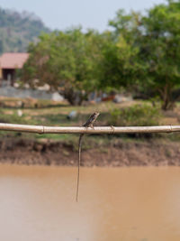 Close-up of bird perching on a tree