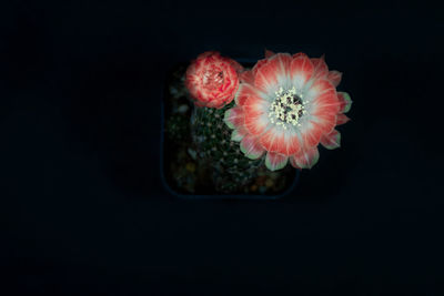 Close-up of pink flower against black background