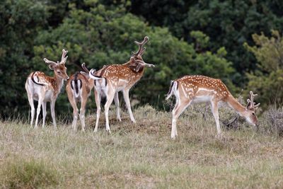 Deer on field against trees