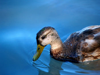 Close-up of duck swimming in sea