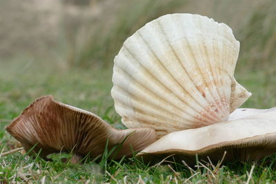 Shell and fungi 