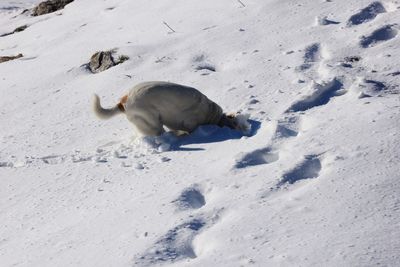 Dog on snow field