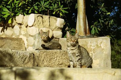 Portrait of a cat