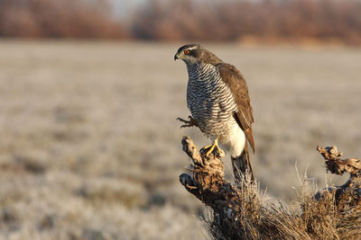 Close-up of eagle perching on land