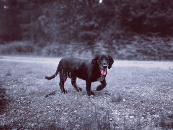 Dog walking on a land