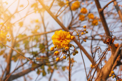 Cochlospermum regium, also known as yellow cotton tree.