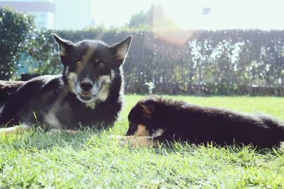 Portrait of a dog on grassland