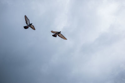 Low angle view of seagulls flying in sky