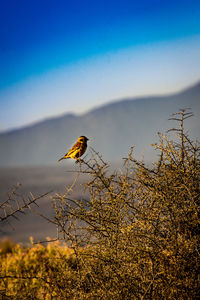 Bird perching on branch against sky