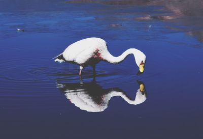 View of bird in lake