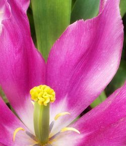 Close-up of pink flower blooming outdoors