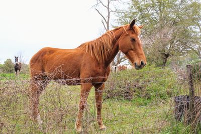 Horse standing on field