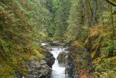 Stream flowing through rocks in forest