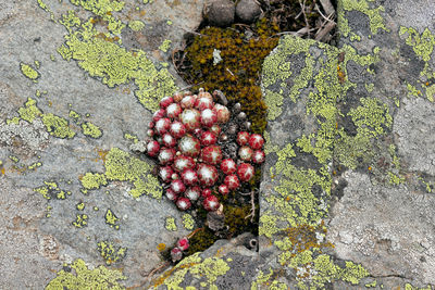 High angle view of berries growing on rock