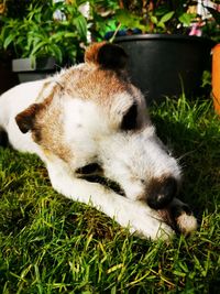 Close-up of a dog resting on field