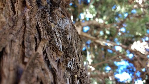 Low angle view of tree