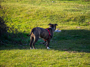 Side view of a dog on field