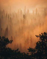 Low angle view of trees against sky during sunset