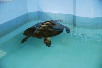 High angle view of turtle in swimming pool