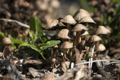 Close-up of mushrooms growing on land