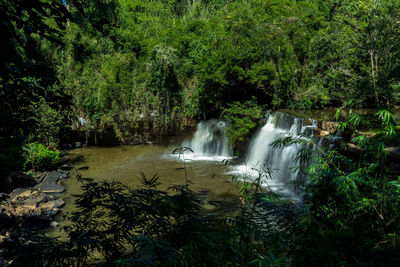 Scenic view of waterfall in forest