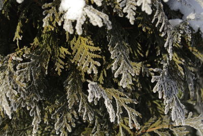 Close-up of lichen on tree