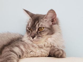 Domestic long hair cat sitting on a sofa