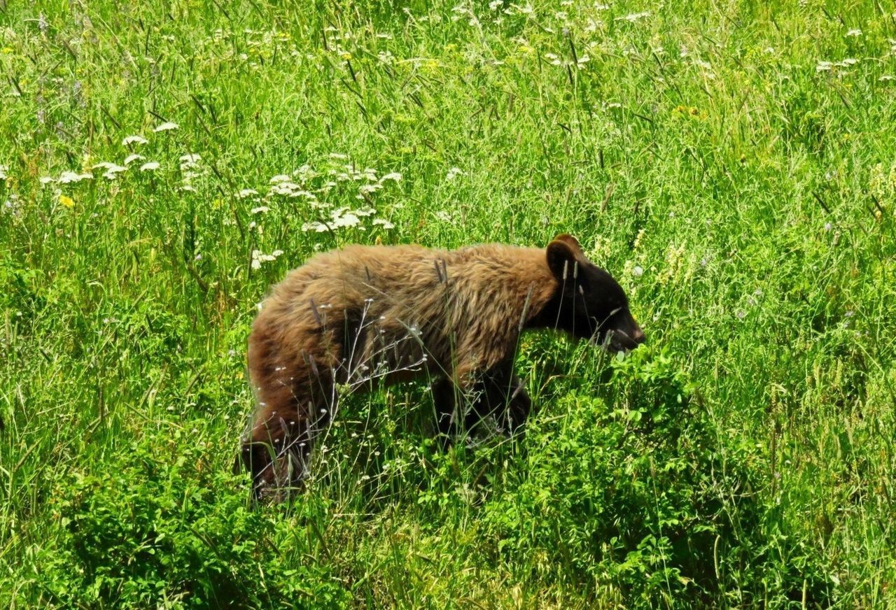 animal, animal themes, plant, grass, mammal, green, animal wildlife, one animal, wildlife, nature, field, land, no people, day, grizzly bear, growth, brown bear, bear, outdoors, meadow, high angle view, sunlight, standing, side view