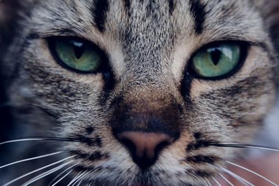 Close-up portrait of cat