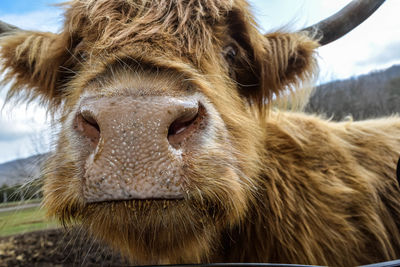 Close-up portrait of cow against sky