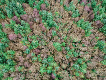 Full frame shot of plants