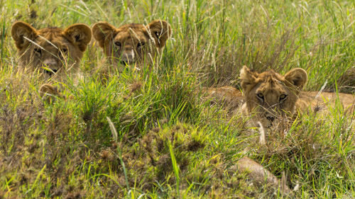 View of cats in grass
