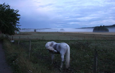 Horses grazing on grassy field against cloudy sky