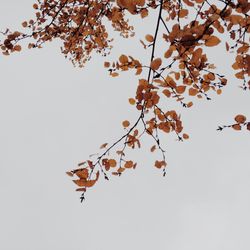 Low angle view of trees