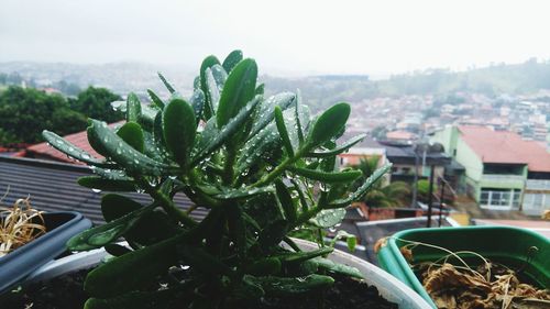 Close-up of cactus growing in city against sky