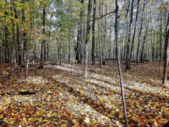 Full frame shot of trees