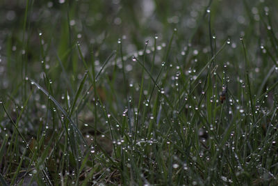 Close-up of wet grass on field during rainy season