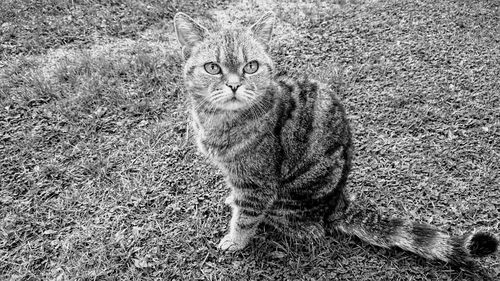 Portrait of cat on field