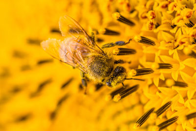 Close-up of bee on yellow flower