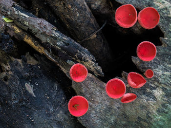 High angle view of red chili peppers on wood